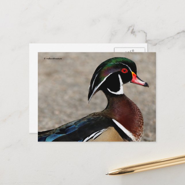 Profil av en Wood Duck-drake Vykort (Fram/Back In Situ)