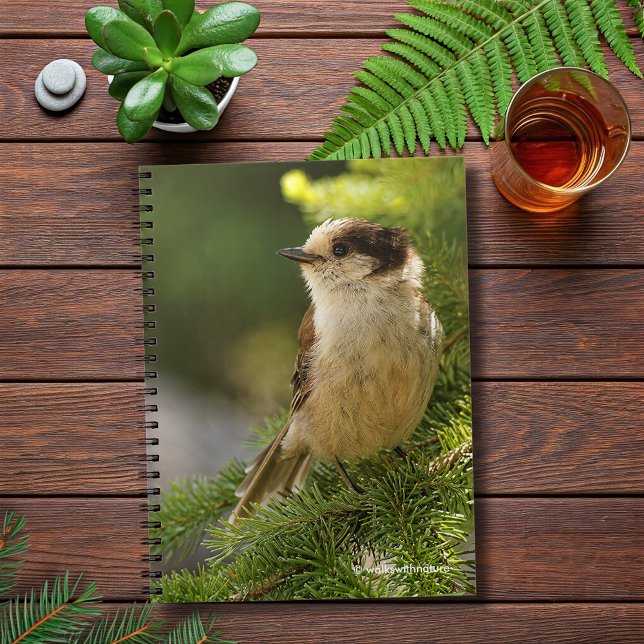 Profil för Cute Grått Jay / Whiskeyjack Anteckningsbok (Cute Grey Jay in the Fir Journal Cover Photo)