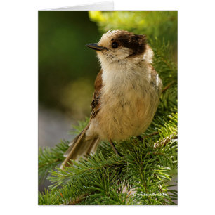 Profil för Cute Grått Jay / Whiskeyjack Hälsningskort