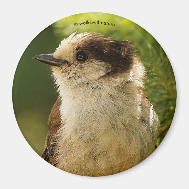 Profil för Cute Grått Jay / Whiskeyjack Magnet (Framsidan)