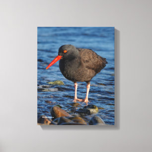Profil för en Black Oystercatcher Canvastryck