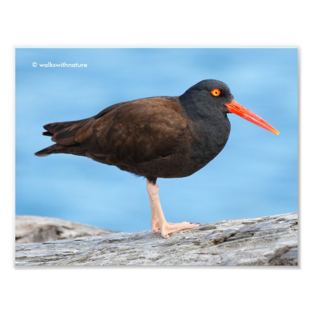 Profil för en Black Oystercatcher Fototryck (Framsidan)