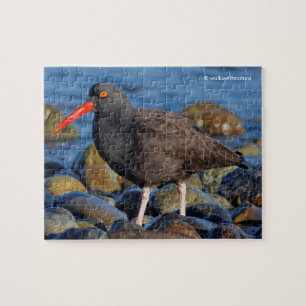 Profil för en Black Oystercatcher Pussel