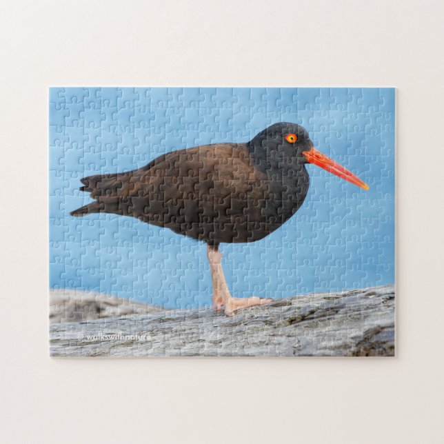 Profil för en Black Oystercatcher Pussel (Horisontell)