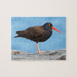 Profil för en Black Oystercatcher Pussel