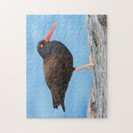 Profil för en Black Oystercatcher Pussel