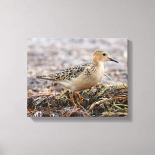 Profil för en Buff-Brested Sandpiper vid stranden Canvastryck
