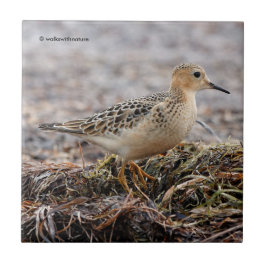 Profil för en Buff-Brested Sandpiper vid stranden Kakelplatta