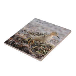 Profil för en Buff-Brested Sandpiper vid stranden Kakelplatta
