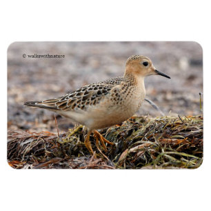 Profil för en Buff-Brested Sandpiper vid stranden Magnet
