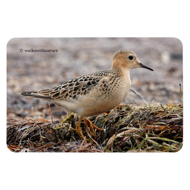 Profil för en Buff-Brested Sandpiper vid stranden Magnet (Horisontell)