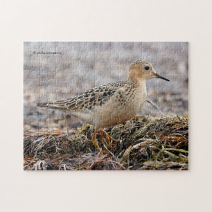 Profil för en Buff-Brested Sandpiper vid stranden Pussel