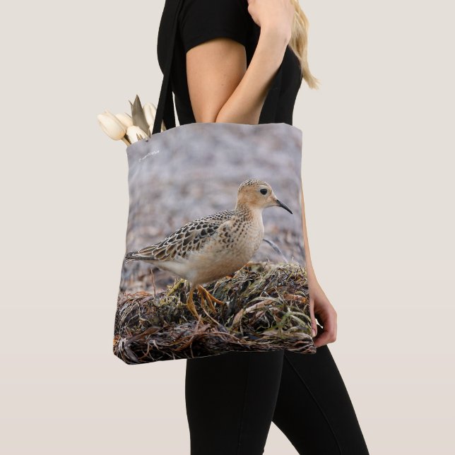 Profil för en Buff-Brested Sandpiper vid stranden Tygkasse (Närbild)