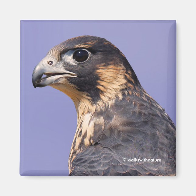 Profil för en juvenile Peregrine Falcon Magnet (Framsidan)