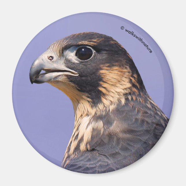 Profil för en juvenile Peregrine Falcon Magnet (Framsidan)