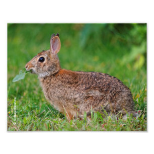 Profil för en Östra Cottontail Rabbit Fototryck