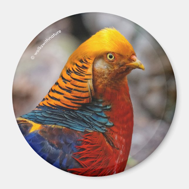 Profil för en röd Golden Pheasant Magnet (Framsidan)