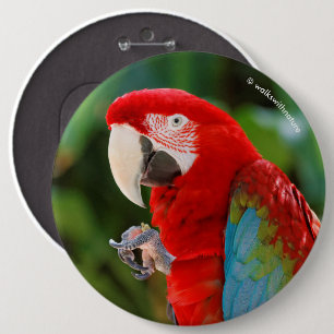 Profil för en Söt Grönt-Winged Macaw Knapp