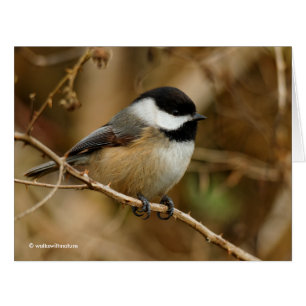 Profil för en svart-klädd chickadee