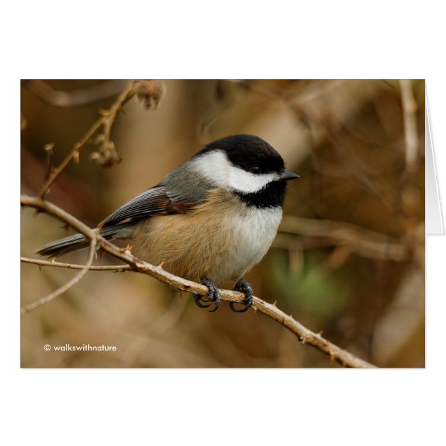 Profil för en svart-klädd chickadee (Framsidan Horizontal)