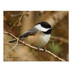 Profil för en svart-klädd chickadee fototryck