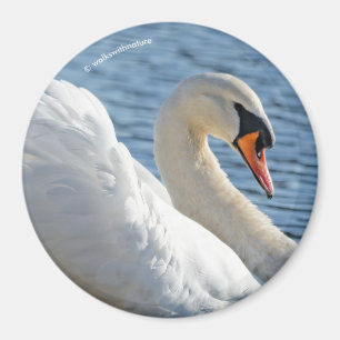 Profil för en tyst Svan Magnet