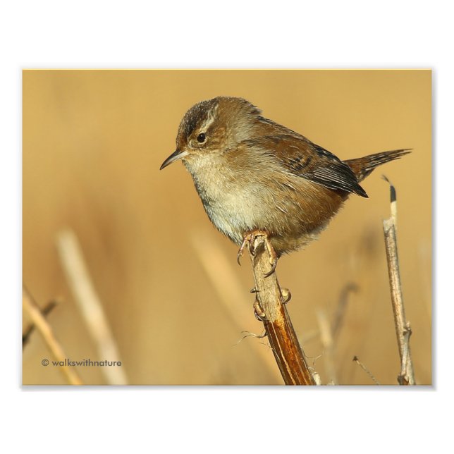 Profil för en vacker Marsh Wren Fototryck (Framsidan)