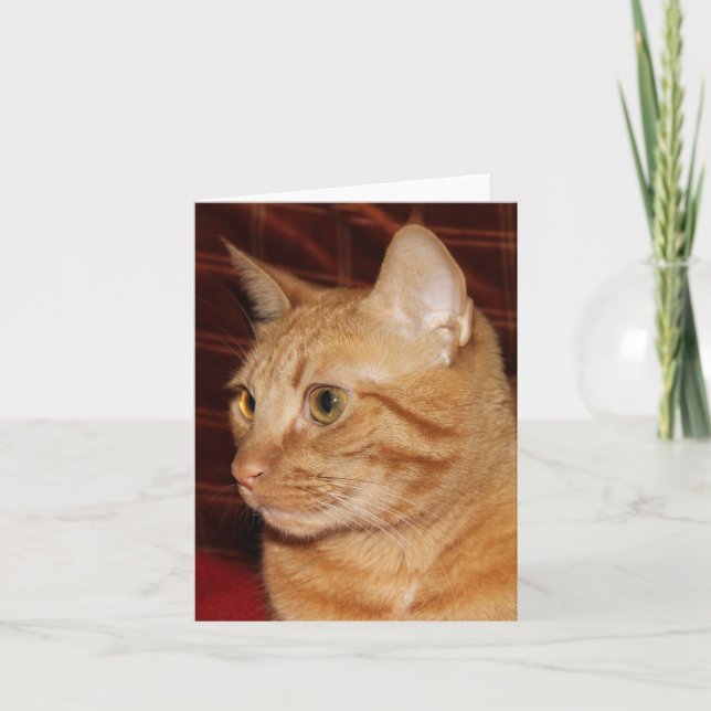 Profil för orange Tabby katt Ansikte Kort (Framsida)
