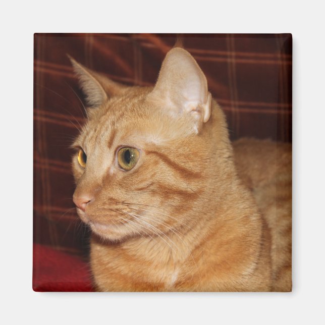 Profil för orange Tabby katt Ansikte Magnet (Framsidan)