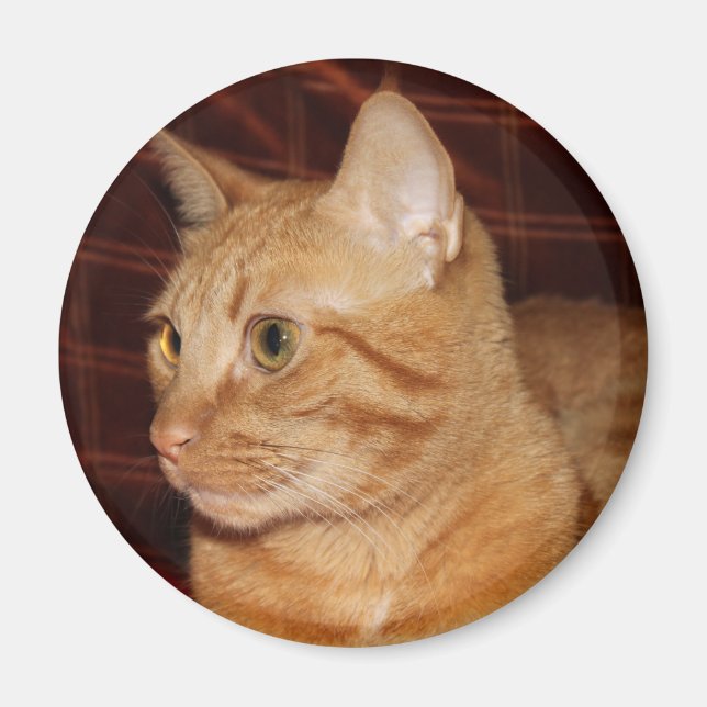 Profil för orange Tabby katt Ansikte Magnet (Framsidan)