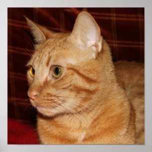 Profil för orange Tabby katt Ansikte Poster
