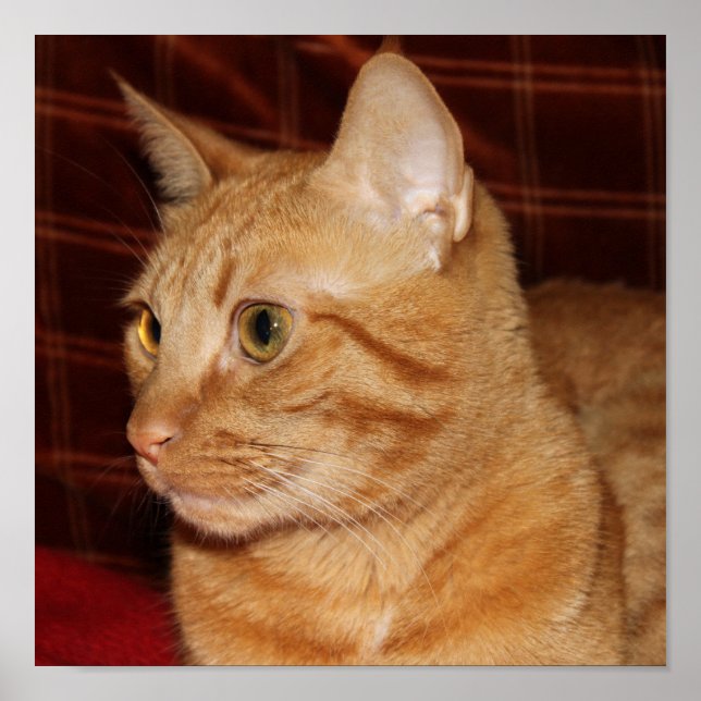 Profil för orange Tabby katt Ansikte Poster (Framsidan)