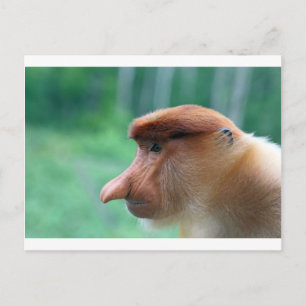 Profil för proboscis-apa vykort
