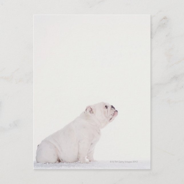 Profil för White Bulldog Vykort (Framsida)