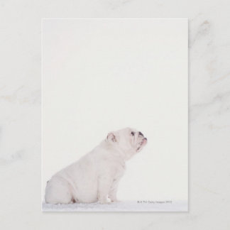 Profil för White Bulldog Vykort