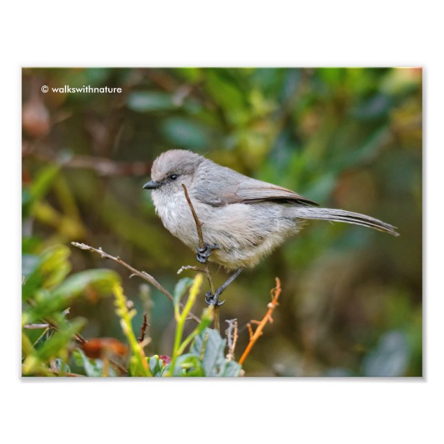 Profil över Bushtit Baby Fototryck (Framsidan)