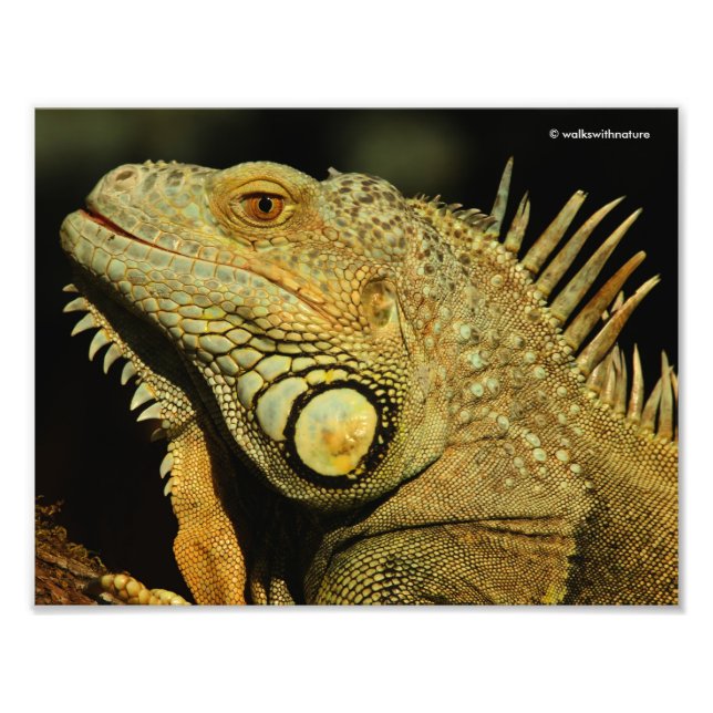 Profil över en Grönt Iguana Fototryck (Framsidan)