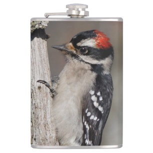 Profil över en Male Downy Woodpecker Fickplunta