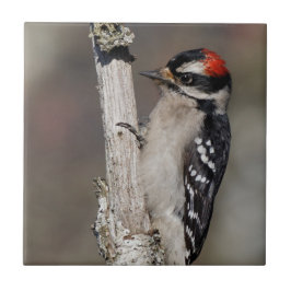 Profil över en Male Downy Woodpecker Kakelplatta