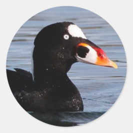 Profil över en Surfa Scoter Drake Runt Klistermärke