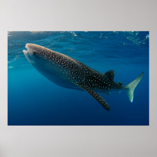 Profil över en valhaj i Indonesien Poster