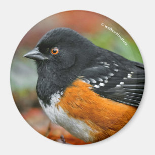 Profil över ett dekorerat objekt magnet