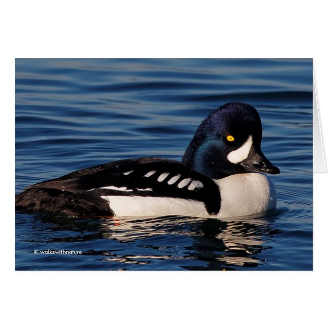 Profil på en Barrows Goldeneye OBS Kort (Framsidan Horizontal)