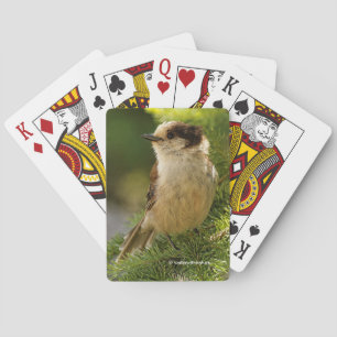 Profil på en Cute Grått Jay Whiskeyjack Casinokort