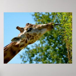 Profil porträtt av giraffe som äter löv helgdag po poster