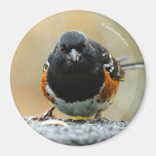 Profilera av en prickig Towhee Magnet