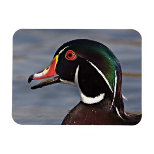Profilera av en Wood anka Magnet