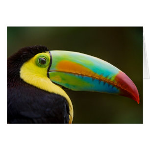 Profilera av enfakturerade Toucan Hälsningskort