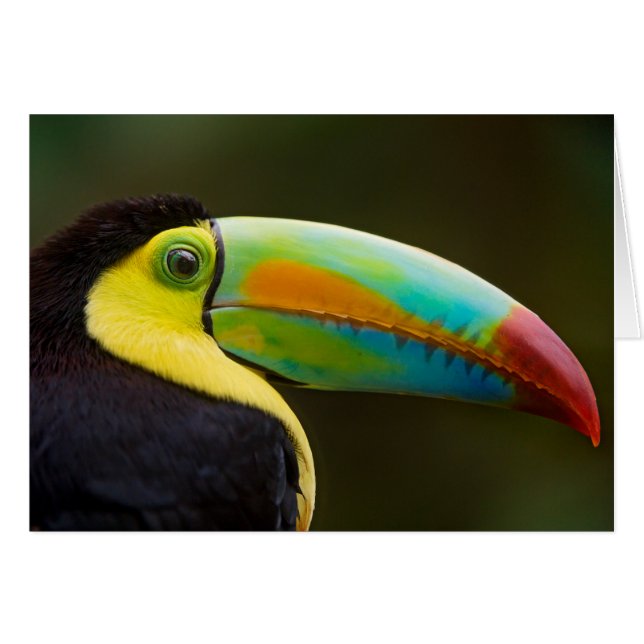 Profilera av enfakturerade Toucan Hälsningskort (Framsidan Horizontal)