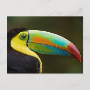 Profilera av enfakturerade Toucan Vykort